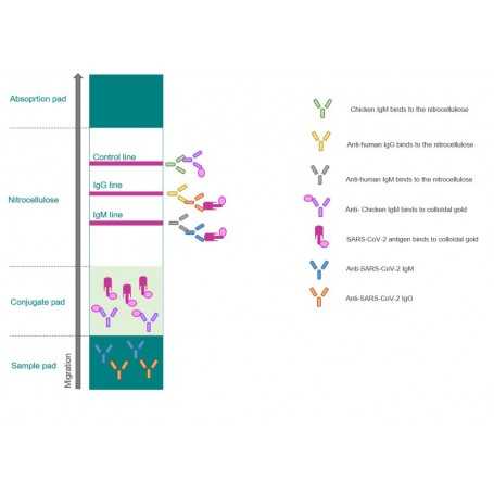 SARS-CoV-2 (Covid-19): Diagnosis by IgG/IgM Rapid Test