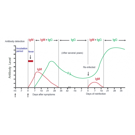 SARS-CoV-2 (Covid-19): Diagnosis by IgG/IgM Rapid Test