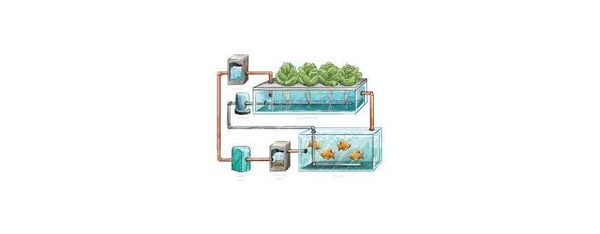 Aquaponics
