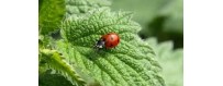 Useful insects