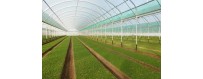 Greenhouses