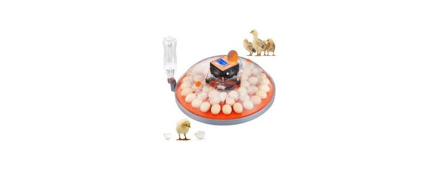 Incubator of Poultry eggs