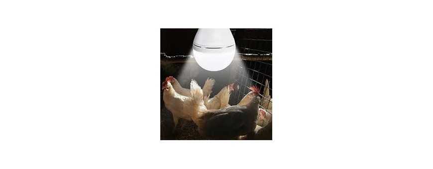 Lighting for chicken coop