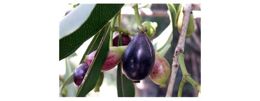 Canned jamelon fruits